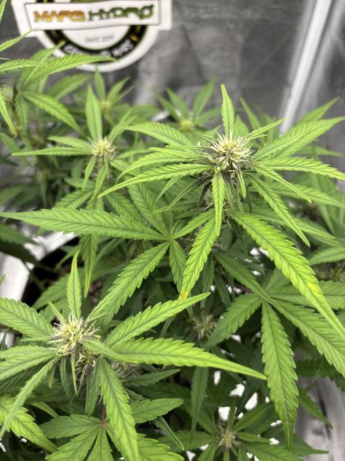 OrionGrowgul