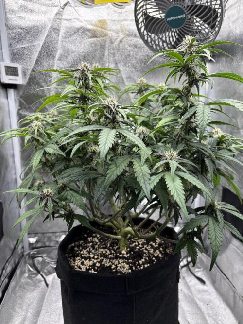 OrionGrowgul