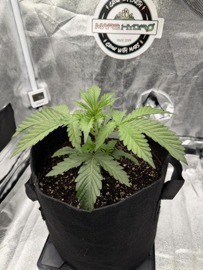 Arctic Flurry by Exotic Seed. Week 3