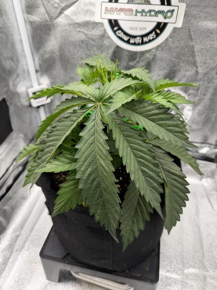 Arctic Flurry by Exotic Seed. Week 4