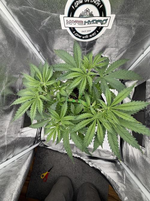 Arctic Flurry by Exotic Seed. Week 5