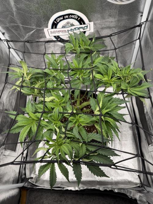 Arctic Flurry by Exotic Seed. Week 6