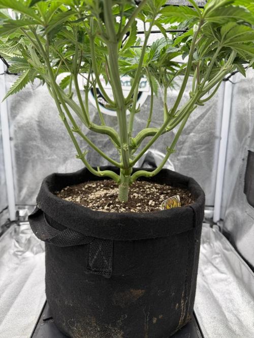 Arctic Flurry by Exotic Seed. Week 6