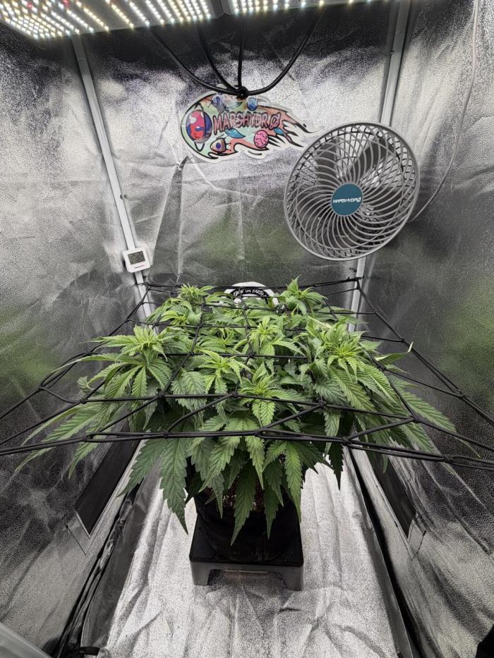 Arctic Flurry by Exotic Seed. Week 7