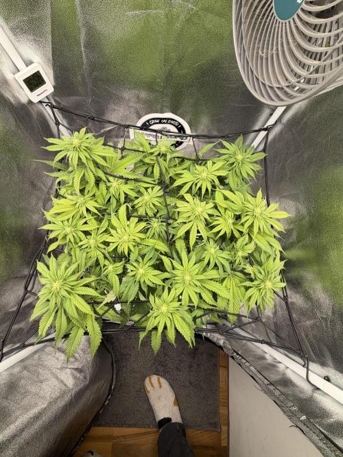 Arctic Flurry by Exotic Seed. Week 8