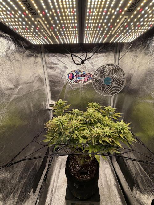 Arctic Flurry by Exotic Seed. Week 9