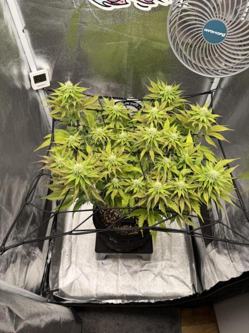 Arctic Flurry by Exotic Seed. Week 9