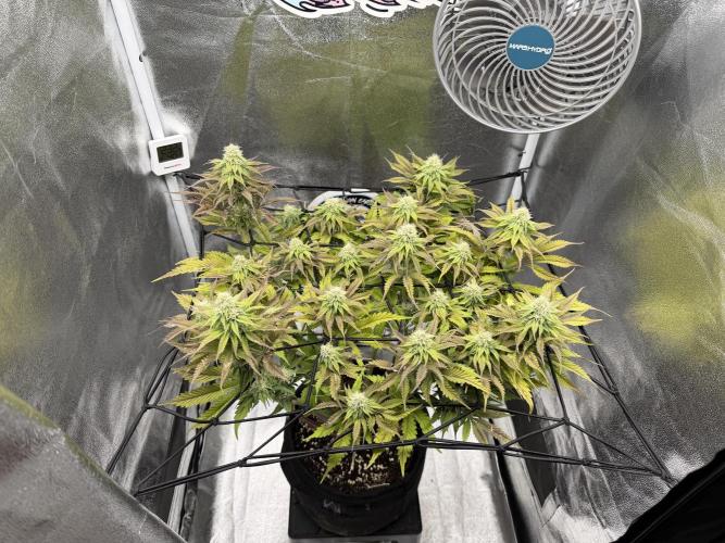 Arctic Flurry by Exotic Seed. Week 10