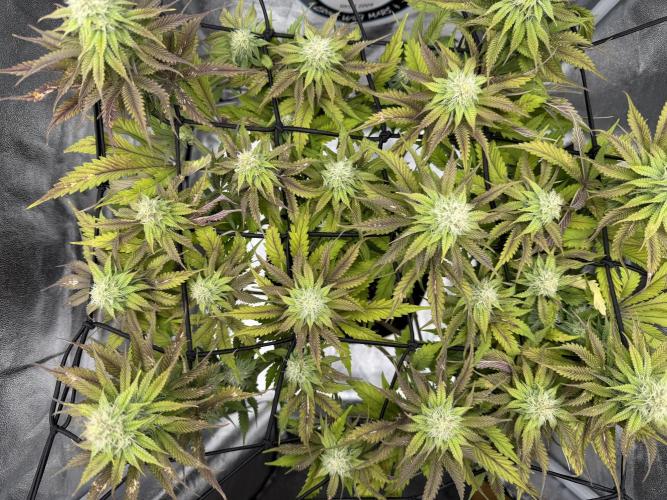 Arctic Flurry by Exotic Seed. Week 10