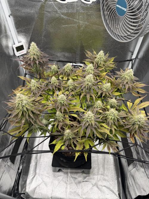 Arctic Flurry by Exotic Seed. Week 11