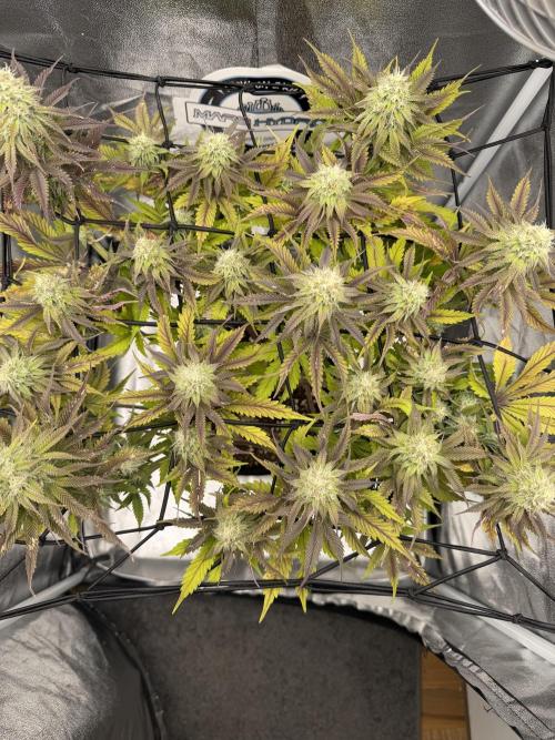 Arctic Flurry by Exotic Seed. Week 11