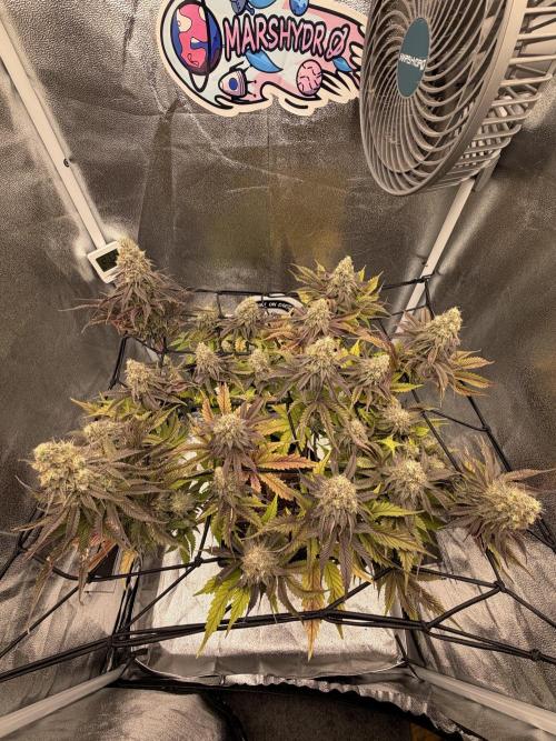 Arctic Flurry by Exotic Seed. Week 13