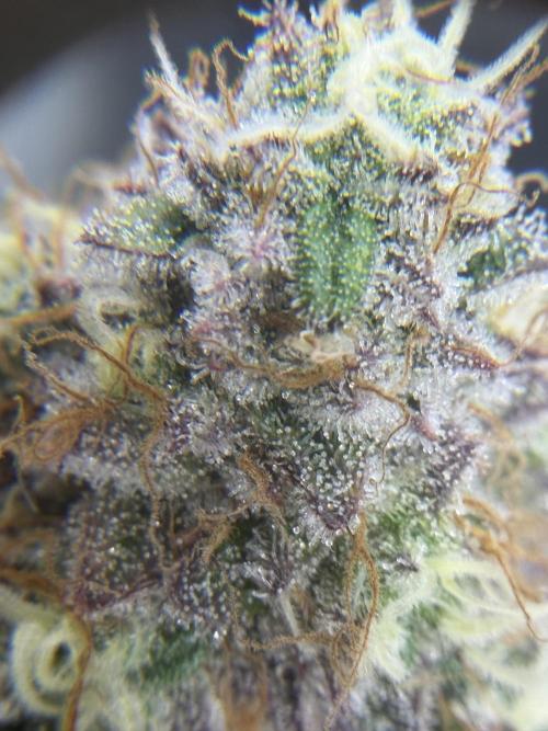 Arctic Flurry by Exotic Seed. Week 13