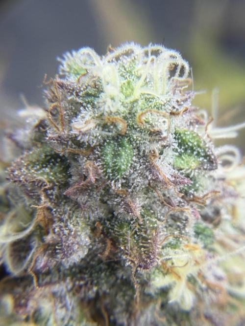 Arctic Flurry by Exotic Seed. Week 13