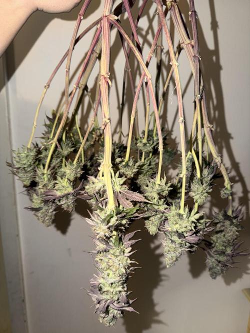 Arctic Flurry by Exotic Seed. Week 14