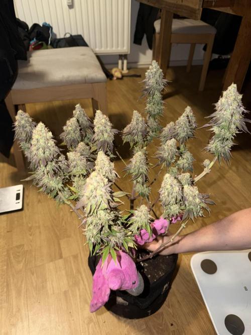 Arctic Flurry by Exotic Seed. Week 14 - Meddl Loide