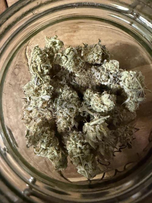 Arctic Flurry by Exotic Seed. Week 14