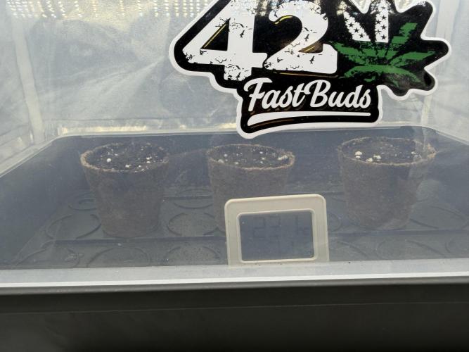 Eternity Grow Cup 2026 - Sticky Broccoli. Week 0 - Anzucht im Mini Häuslein :D