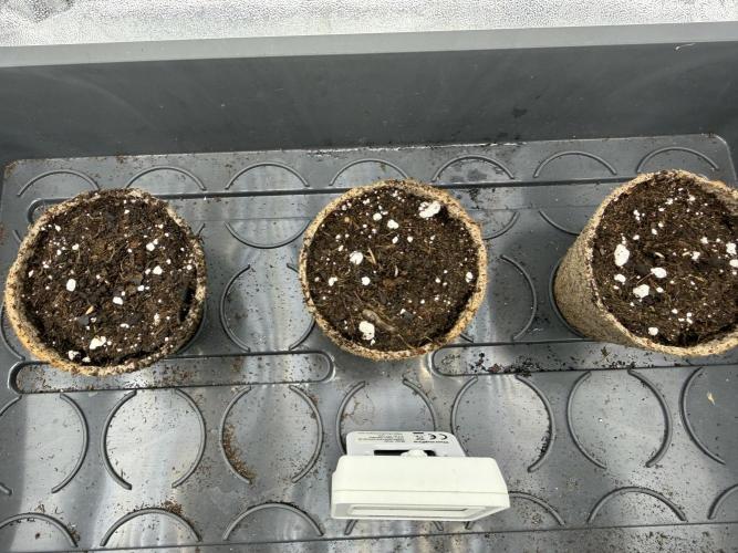 Eternity Grow Cup 2026 - Sticky Broccoli. Week 0