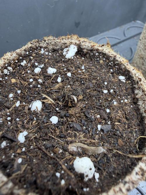 Eternity Grow Cup 2026 - Sticky Broccoli. Week 0