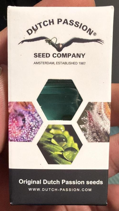 Blueberry by Dutch Passion. Week 0