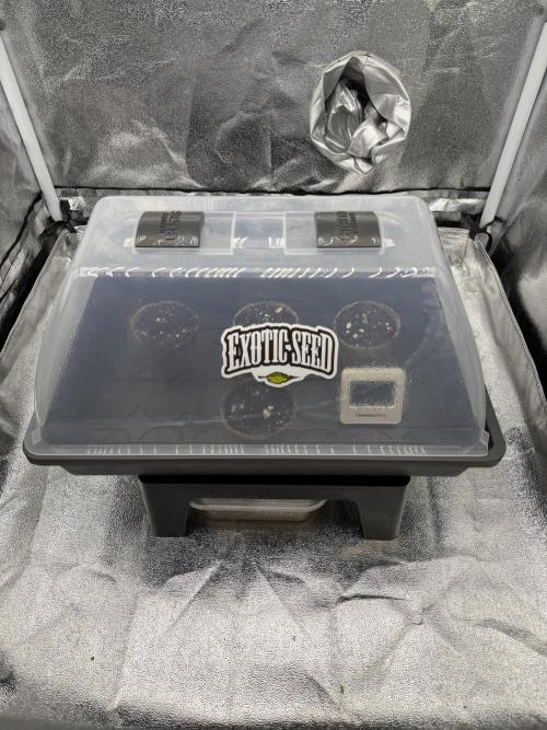 Blueberry by Dutch Passion. Week 0