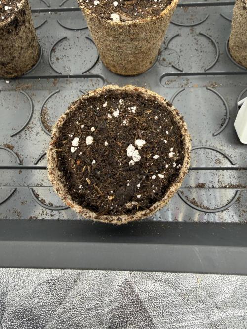 Blueberry by Dutch Passion. Week 0