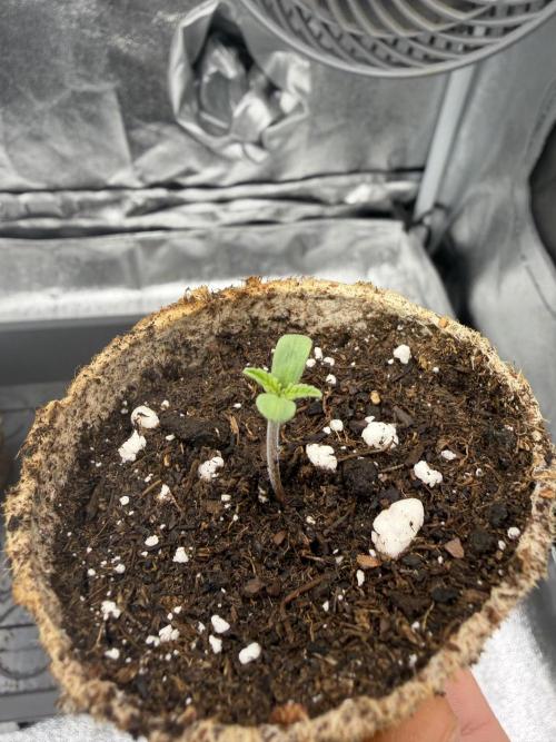 Eternity Grow Cup 2026 - Sticky Broccoli. Week 0