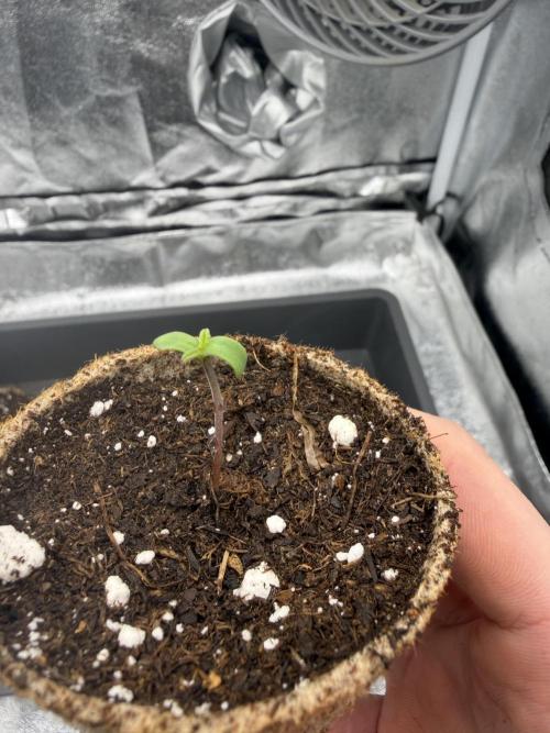 Eternity Grow Cup 2026 - Sticky Broccoli. Week 0