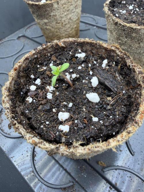 Blueberry by Dutch Passion. Week 0