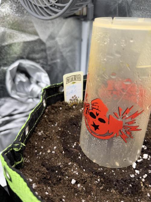 Eternity Grow Cup 2026 - Sticky Broccoli. Week 0