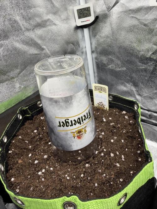 Blueberry by Dutch Passion. Week 0