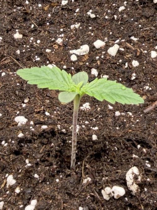 Eternity Grow Cup 2026 - Sticky Broccoli. Week 1