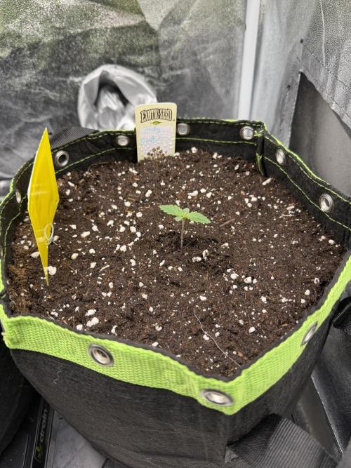 Eternity Grow Cup 2026 - Sticky Broccoli. Week 1