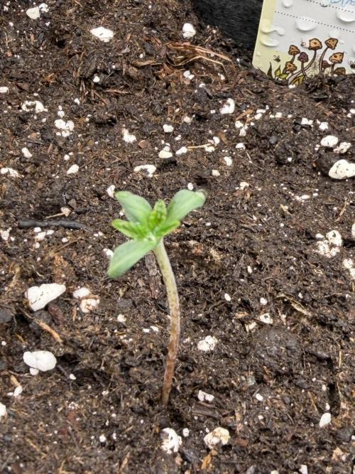 Blueberry by Dutch Passion. Week 1