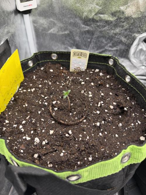 Blueberry by Dutch Passion. Week 1