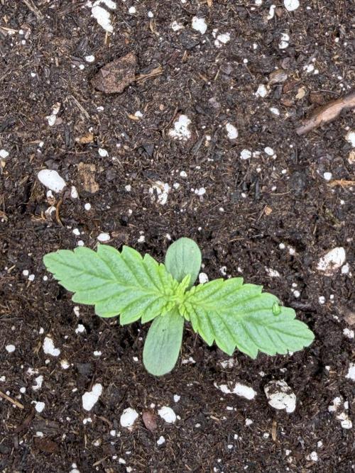 Eternity Grow Cup 2026 - Sticky Broccoli. Week 1