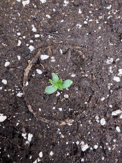 Blueberry by Dutch Passion. Week 1