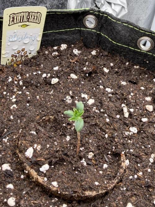 Blueberry by Dutch Passion. Week 1