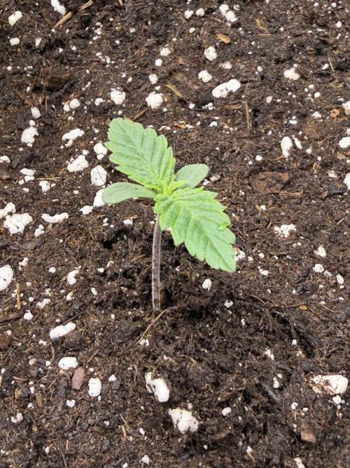 Eternity Grow Cup 2026 - Sticky Broccoli. Week 1
