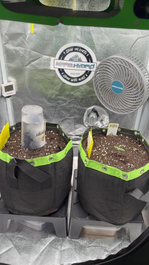 Eternity Grow Cup 2026 - Sticky Broccoli