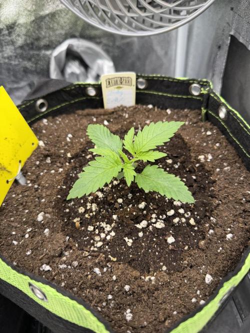 Eternity Grow Cup 2026 - Sticky Broccoli. Week 2