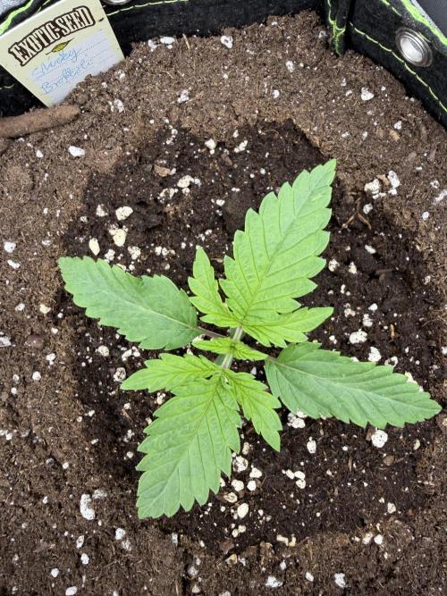 Eternity Grow Cup 2026 - Sticky Broccoli. Week 2