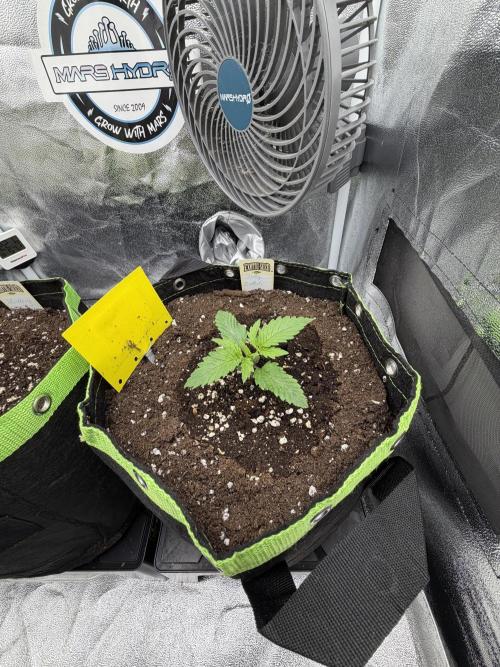 Eternity Grow Cup 2026 - Sticky Broccoli. Week 2