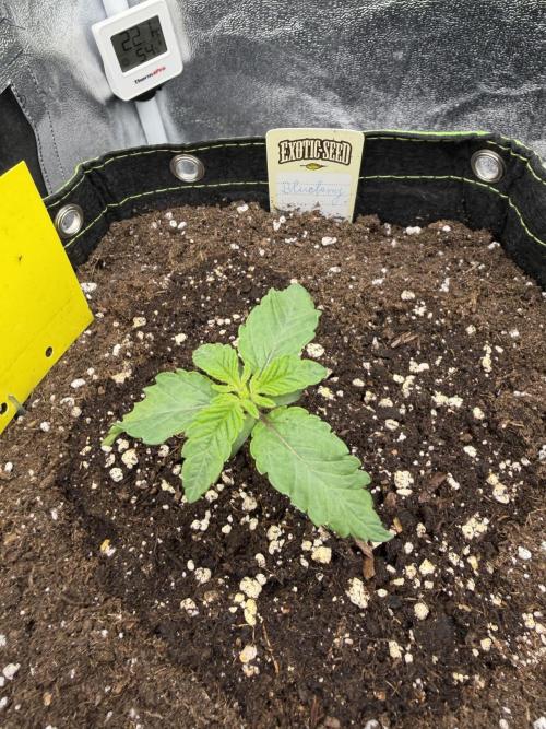 Blueberry by Dutch Passion. Week 2