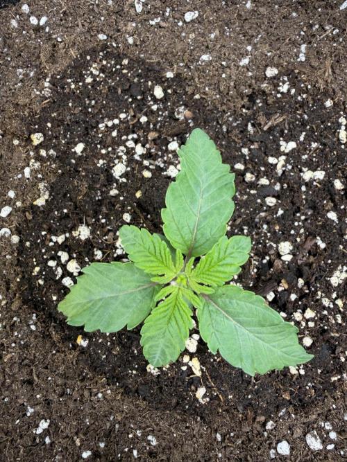 Blueberry by Dutch Passion. Week 2