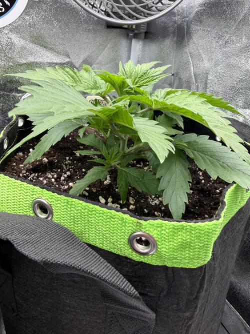 Eternity Grow Cup 2026 - Sticky Broccoli. Week 3