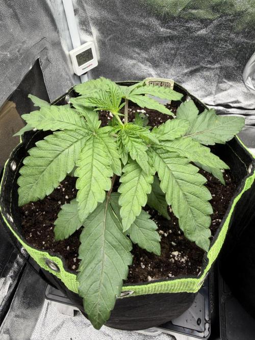 Blueberry by Dutch Passion. Week 3