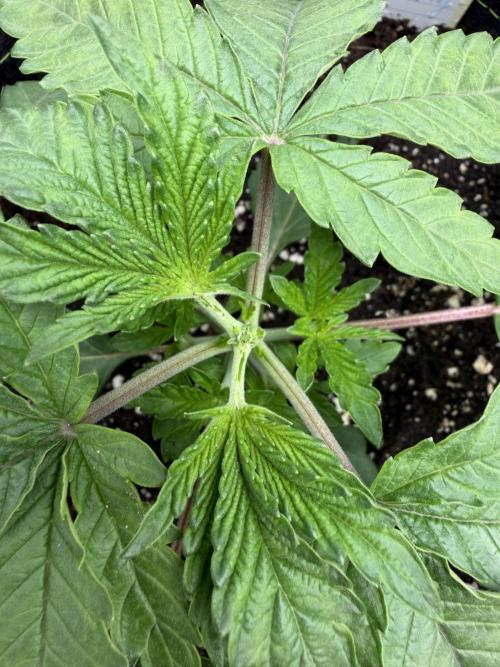 Blueberry by Dutch Passion. Week 3