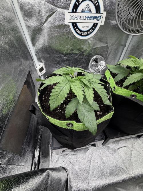 Blueberry by Dutch Passion. Week 3